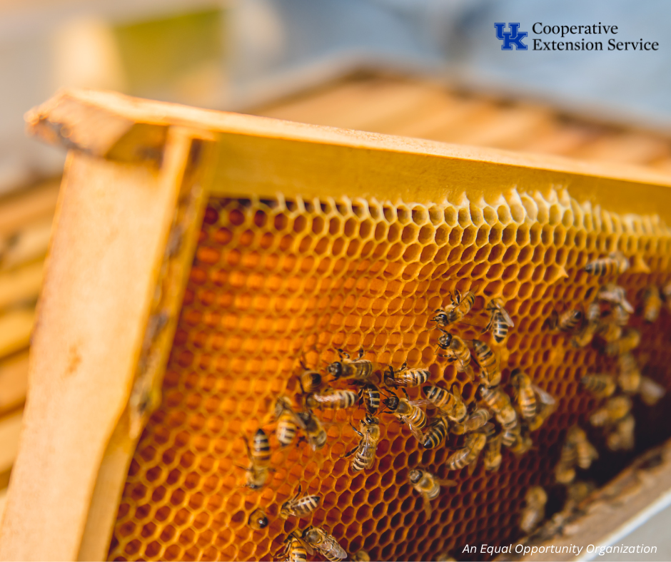 Honey bees on a hive frame