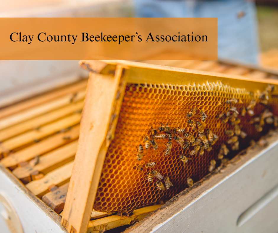 Hive frame with bees