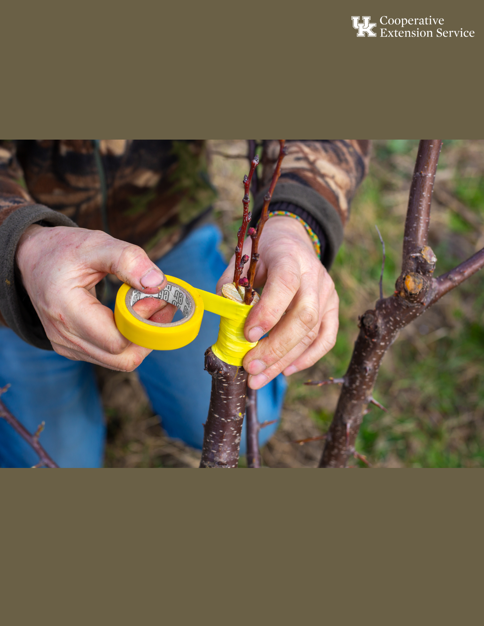 Process of grafting trees