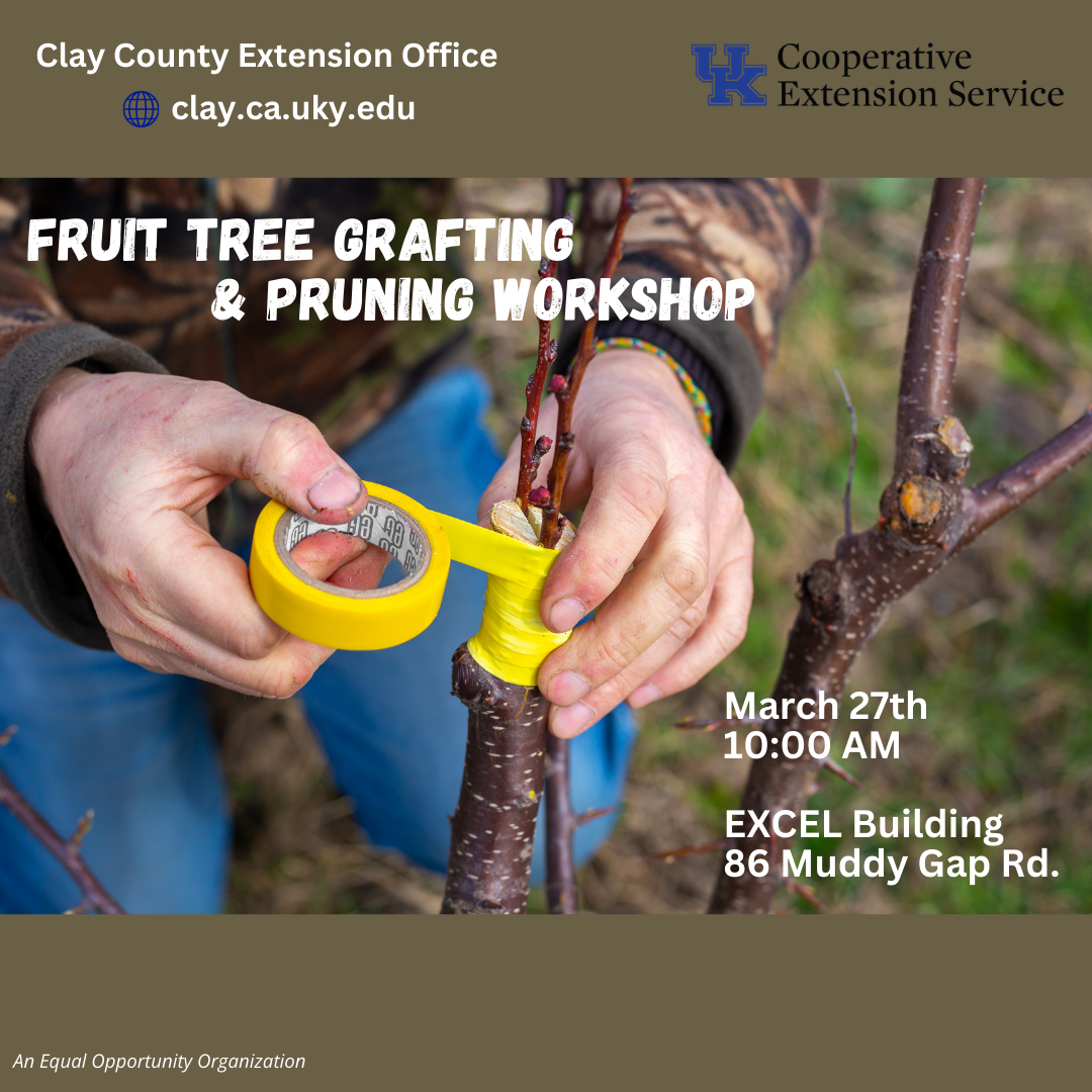 Fruit Tree & Grafting Workshops post