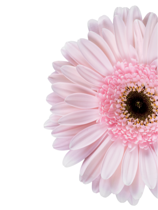 pink flower