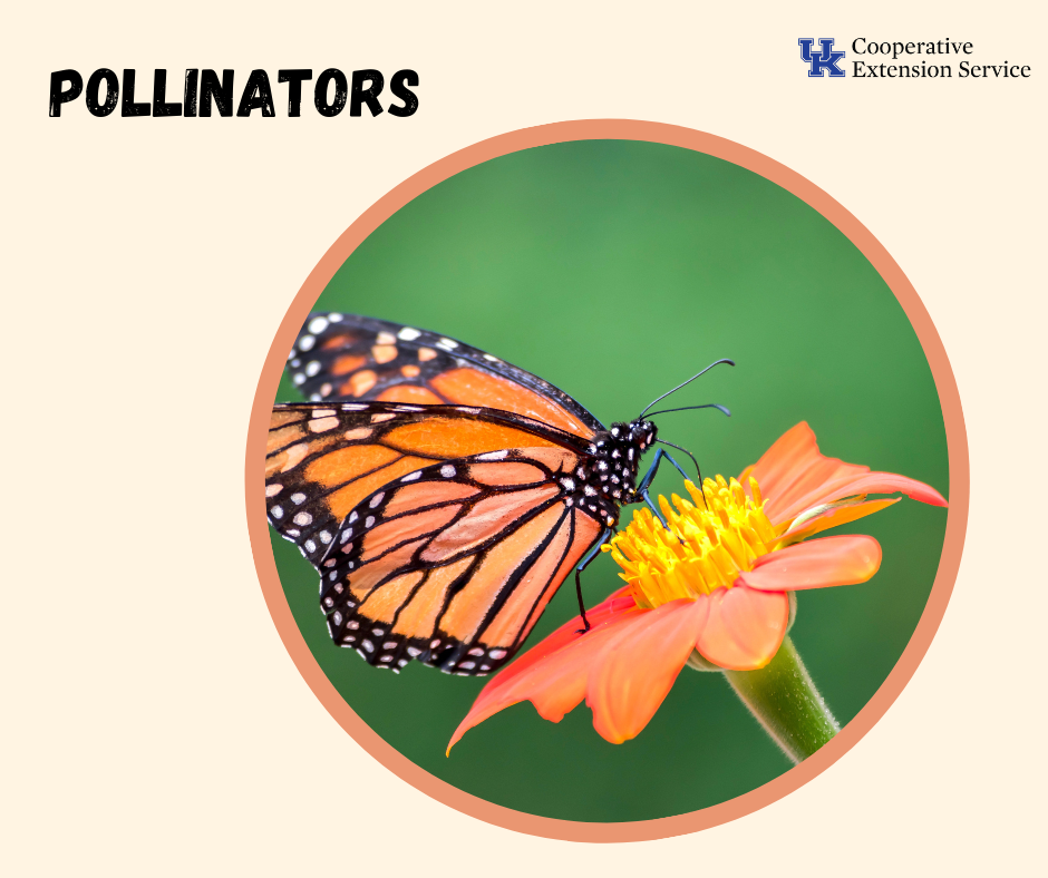 Monarch butterfly on a flower