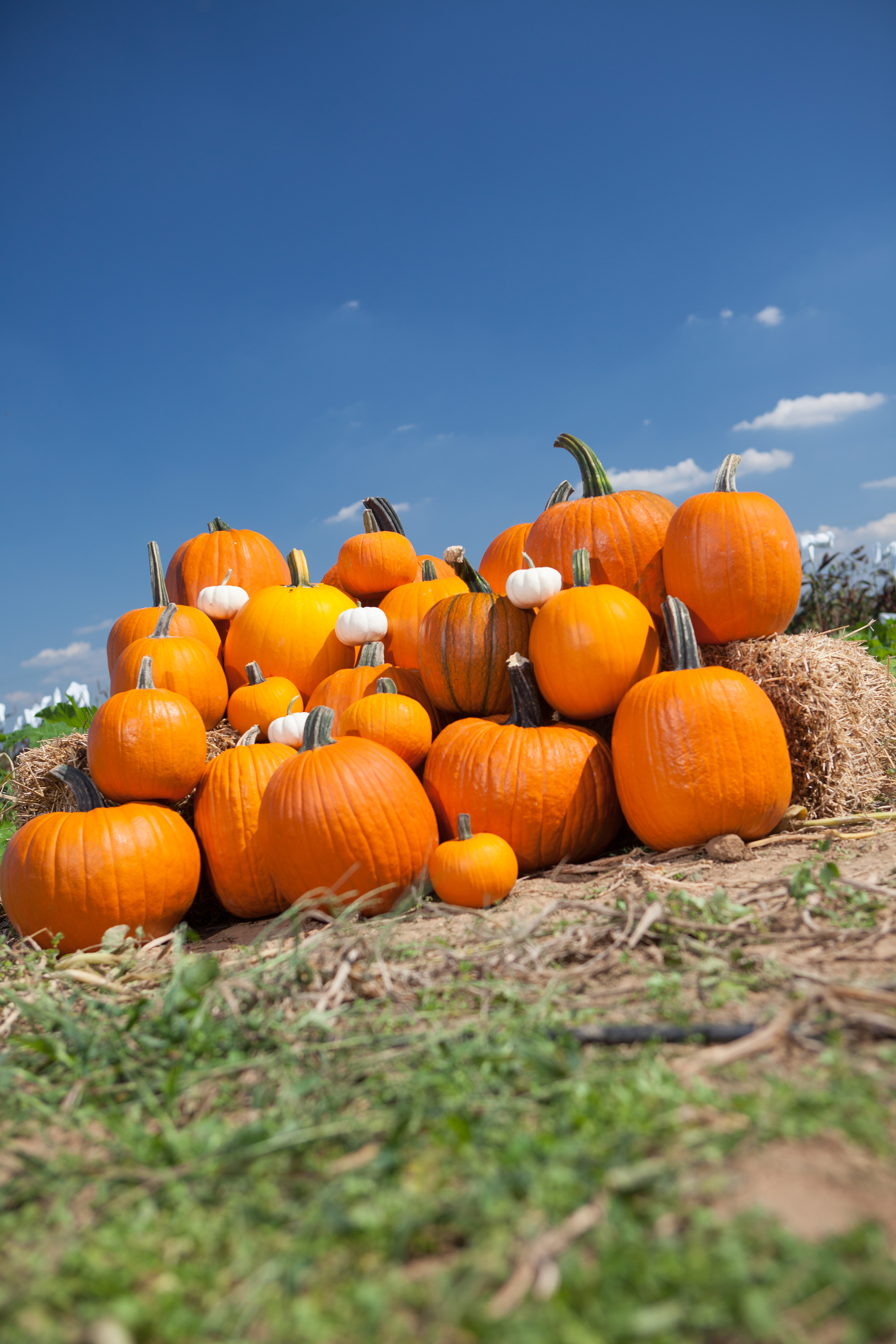 A pile of pumpkins