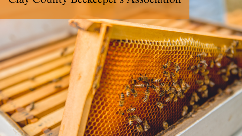 Hive frame with bees