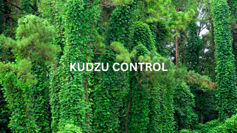 Kudzu