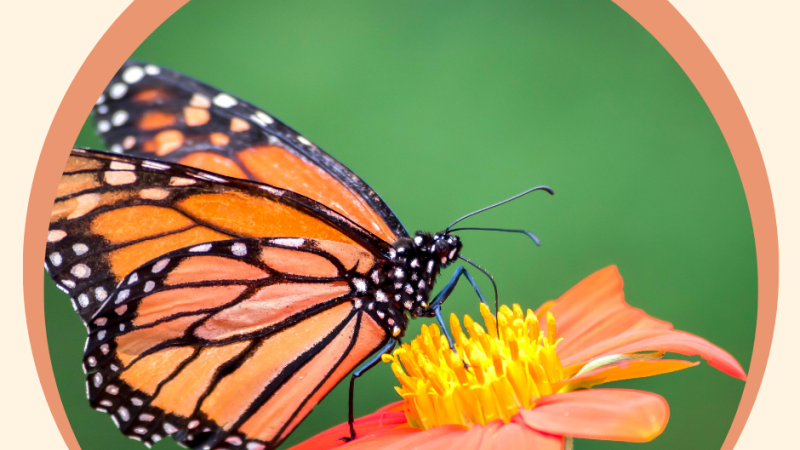 Monarch butterfly