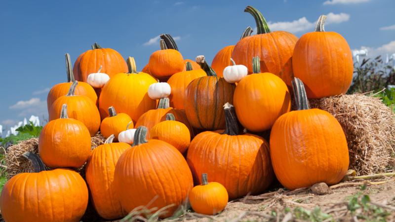 A pile of pumpkins